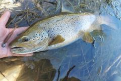 Montaggio della cheburashka per la pesca alla trota