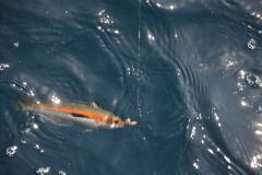 Pesca delle molve