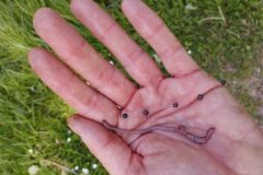 La pesca con i vermi nella letteratura sulla pesca