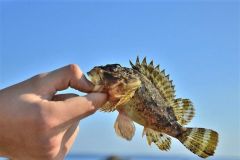 Pesca alla roccia con Power Isome