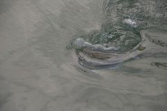 Pesca a galla degli sparidi