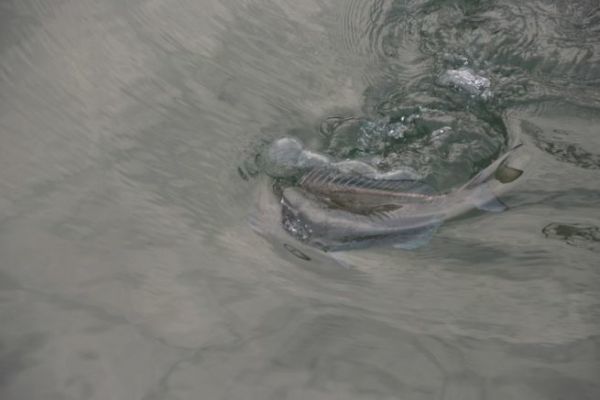 Pesca di sparidi da riva con galleggiante, una tecnica efficace Pesca a galla degli sparidi