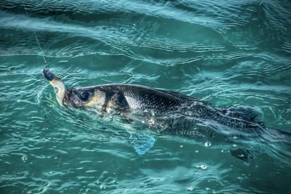 Pesca da riva o da barca? È difficile scegliere tra le due e dire con precisione se una di queste pratiche sia migliore dell'altra