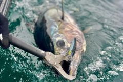 Vediamo le norme che regolano la pesca ricreativa del tonno rosso