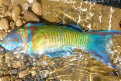 Pesce pavone