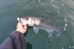 Catturare un pesce