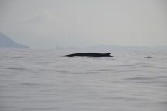 Proteggere gli oceani e la fauna selvatica
