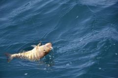 Pesca del pesce di scoglio in estate