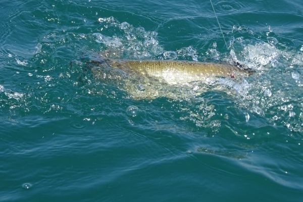 Pesca dei predatori