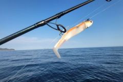 Black Minnow (cefalo nero)