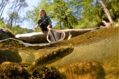 Pesca alla trota in estate