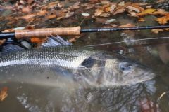 La pesca alla spigola  un tipo di pesca particolare che richiede un'attrezzatura speciale.