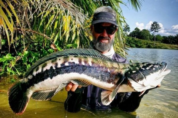 Pesca alla testa di serpente gigante: le diverse tecniche da utilizzare