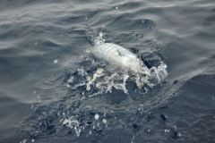 Pesce pelagico