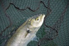 Pesca con il vivo allo scorfano