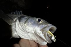 Esca morbida per la pesca notturna alla spigola