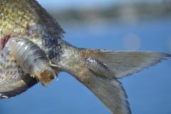 Pidocchi di mare