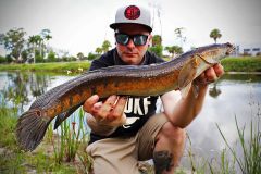 Originaria dell'Asia, la testa di serpente  presente in Florida.