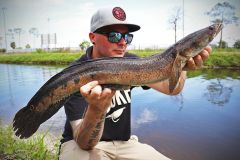 Le esche di superficie sono eccellenti per la pesca al bullseye snakehead.