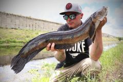 La pesca del Bullseye snakehead  affascinante.