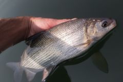 Pesca del coregone o della fra