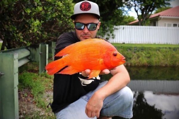 5 specie di ciclidi centroamericani trovati in Florida