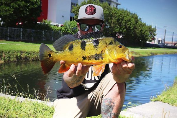 Florida: attrezzatura leggera e robusta per la pesca al pavone