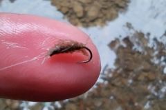 Pesca a secco della trota