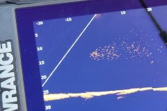 Pesca con il vivo in mare