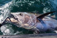Prima di riuscire a portare il pesce a bordo della barca, dovrete gestire il combattimento e la lenza.