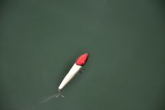 Pesca del pesce lupo con esche di superficie