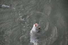 Esche per la pesca all'orata