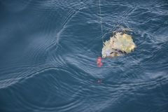 Pesca con esca per sar