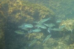 Pesca con esca al pesce lupo