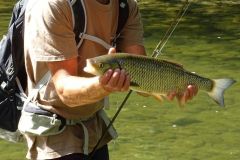 Pesca al cavedano