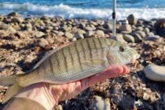 Pesca dell'orata con esca