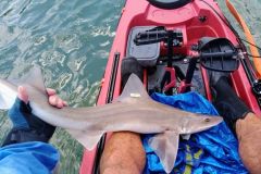 Pesca di emisole