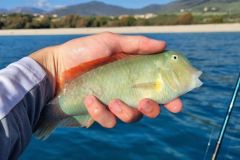 Pesca delle renne