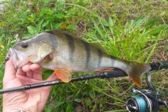 Pesca del pesce persico