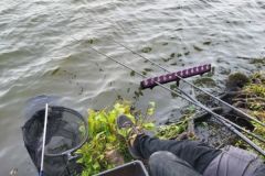 Pesca del pesce bianco