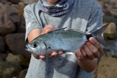 Pesca all'esca per l'oblade