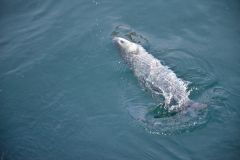 Pesca con l'esca per il cefalo