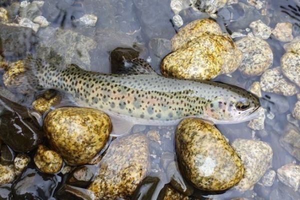 Attrezzature e tecniche per la pesca a mosca della trota in Bolivia