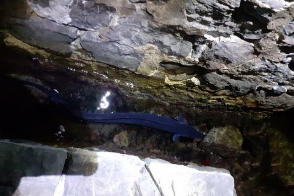 I migliori spot per la pesca al grongo da riva o in barca