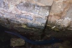 Pesca con esca al grongo