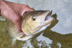 Pesca a ninfa del cavedano