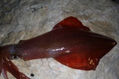Pesca con esca per calamari