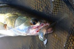 Pesca del pesce persico
