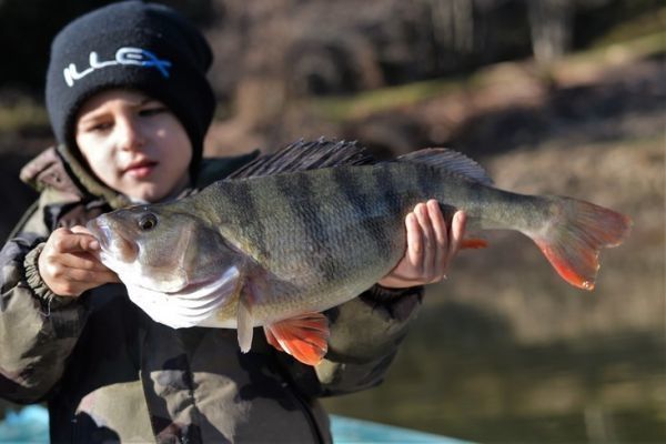 Alla ricerca di grosse spigole