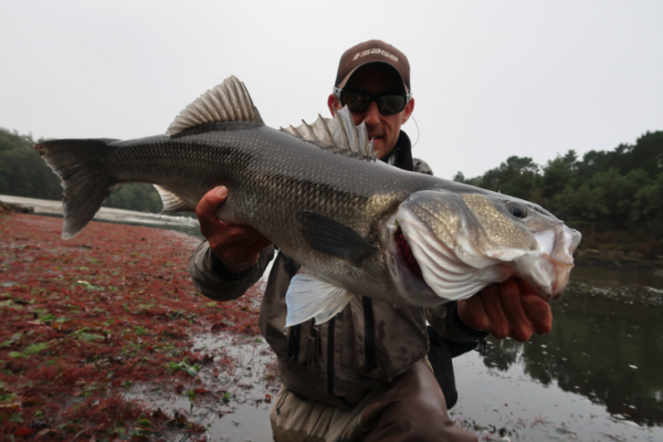 Il giusto approccio per la pesca a mosca dei grossi branzini